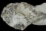 Fossil Lobster (Meyeria) - Cretaceous, Isle of Wight #93908-1